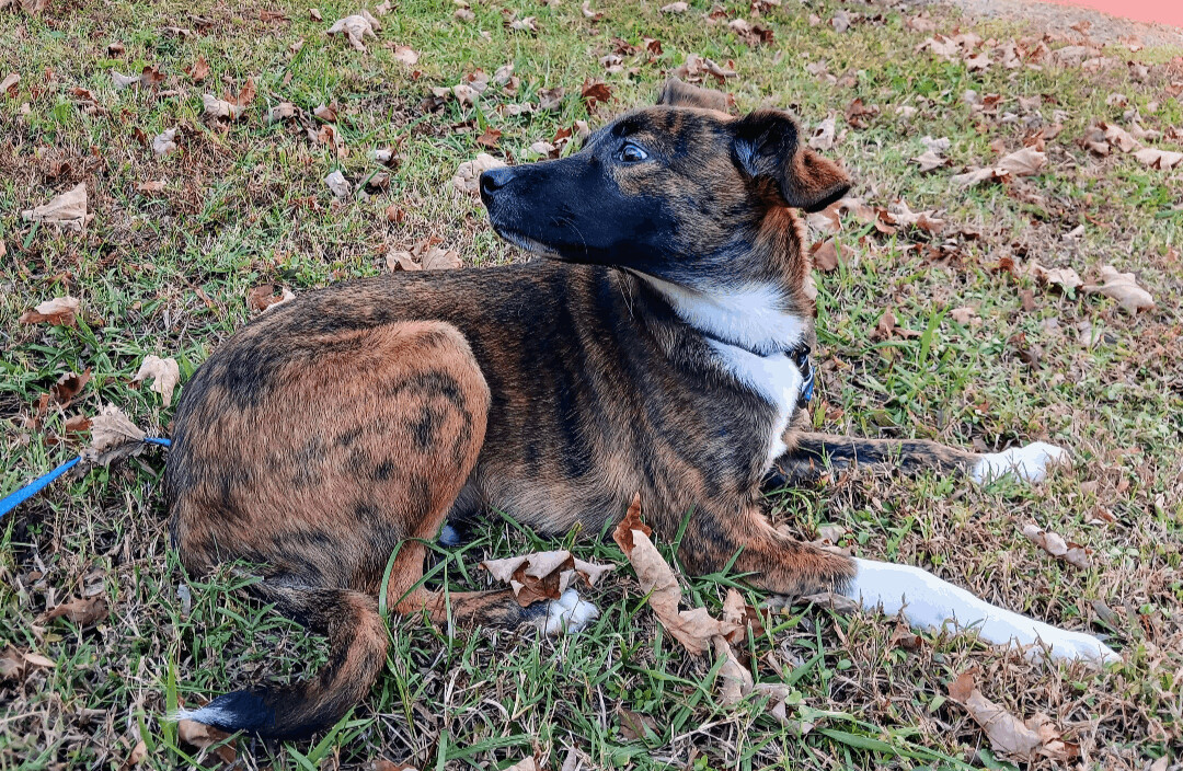 KOBE, an adoptable Feist in Raleigh, NC, 27675 | Photo Image 2