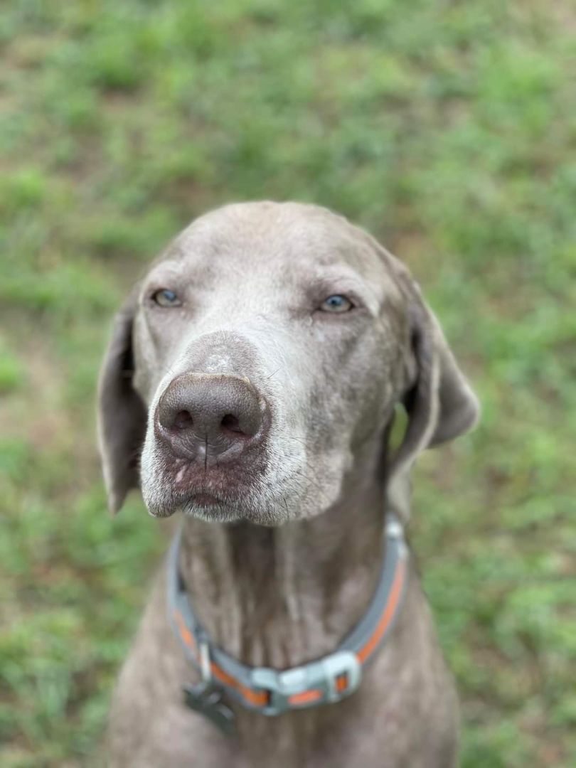 Casper, an adoptable Weimaraner, Labrador Retriever in Mobile, AL, 36695 | Photo Image 3