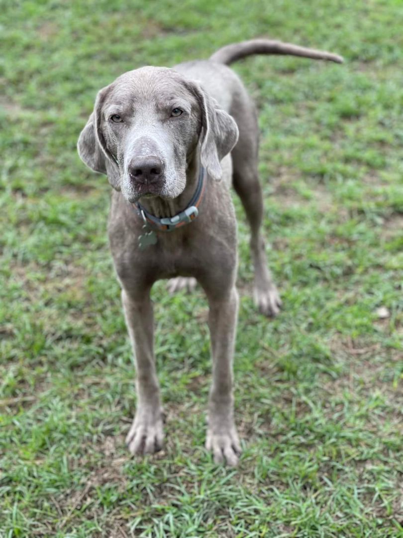 Casper, an adoptable Weimaraner, Labrador Retriever in Mobile, AL, 36695 | Photo Image 4