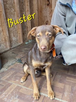 Buster Brown 6 months old 22 pounds Min pin mix Mr Brown is very laid back A bit shy to