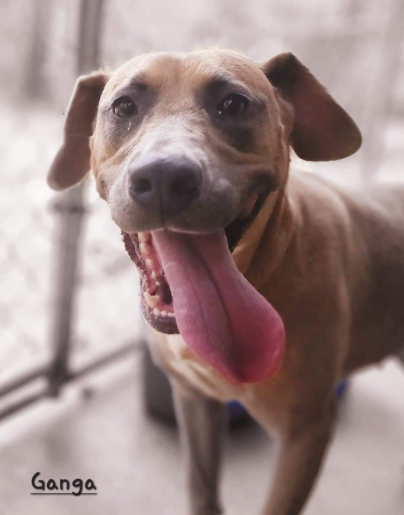 Ganga, an adoptable Labrador Retriever, Black Mouth Cur in El Dorado, AR, 71730 | Photo Image 1