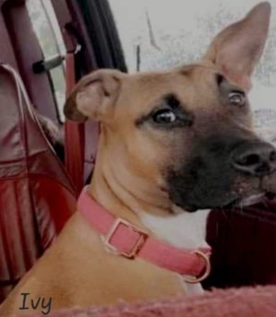 Ivy, an adoptable Black Mouth Cur, Terrier in El Dorado, AR, 71730 | Photo Image 1