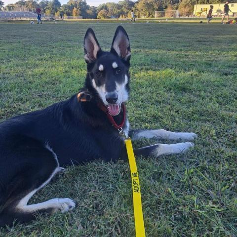 Zulu, an adoptable German Shepherd Dog in callao, VA, 22435 | Photo Image 1