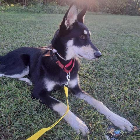 Zulu, an adoptable German Shepherd Dog in callao, VA, 22435 | Photo Image 2