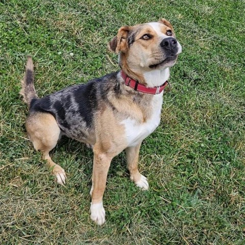 Kiwi, an adoptable Australian Shepherd, Mixed Breed in callao, VA, 22435 | Photo Image 2