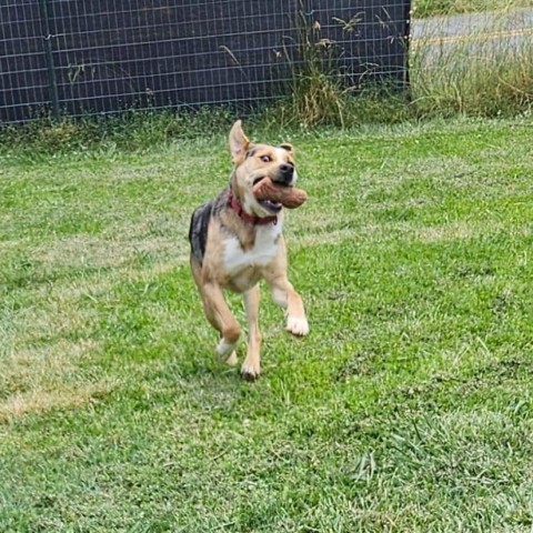 Kiwi, an adoptable Australian Shepherd, Mixed Breed in callao, VA, 22435 | Photo Image 6