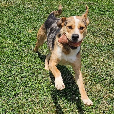 Kiwi, an adoptable Australian Shepherd, Mixed Breed in callao, VA, 22435 | Photo Image 8