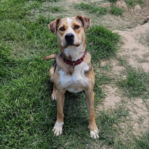 Kiwi, an adoptable Australian Shepherd, Mixed Breed in callao, VA, 22435 | Photo Image 10