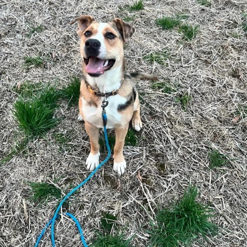 Kiwi, an adoptable Australian Shepherd, Mixed Breed in callao, VA, 22435 | Photo Image 11