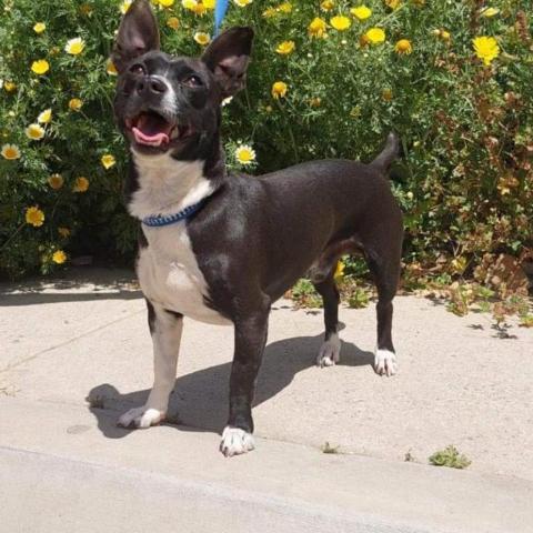 Pepe, an adoptable Boston Terrier Mix in San Diego, CA_image-1