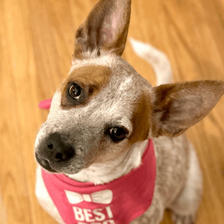 Bridgette, an adopted Cattle Dog Mix in Berkeley Heights, NJ_image-2