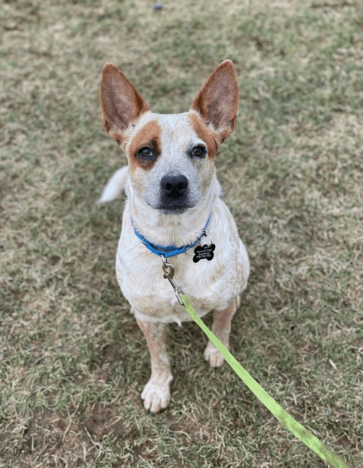 Bridgette, an adopted Cattle Dog Mix in Berkeley Heights, NJ_image-6