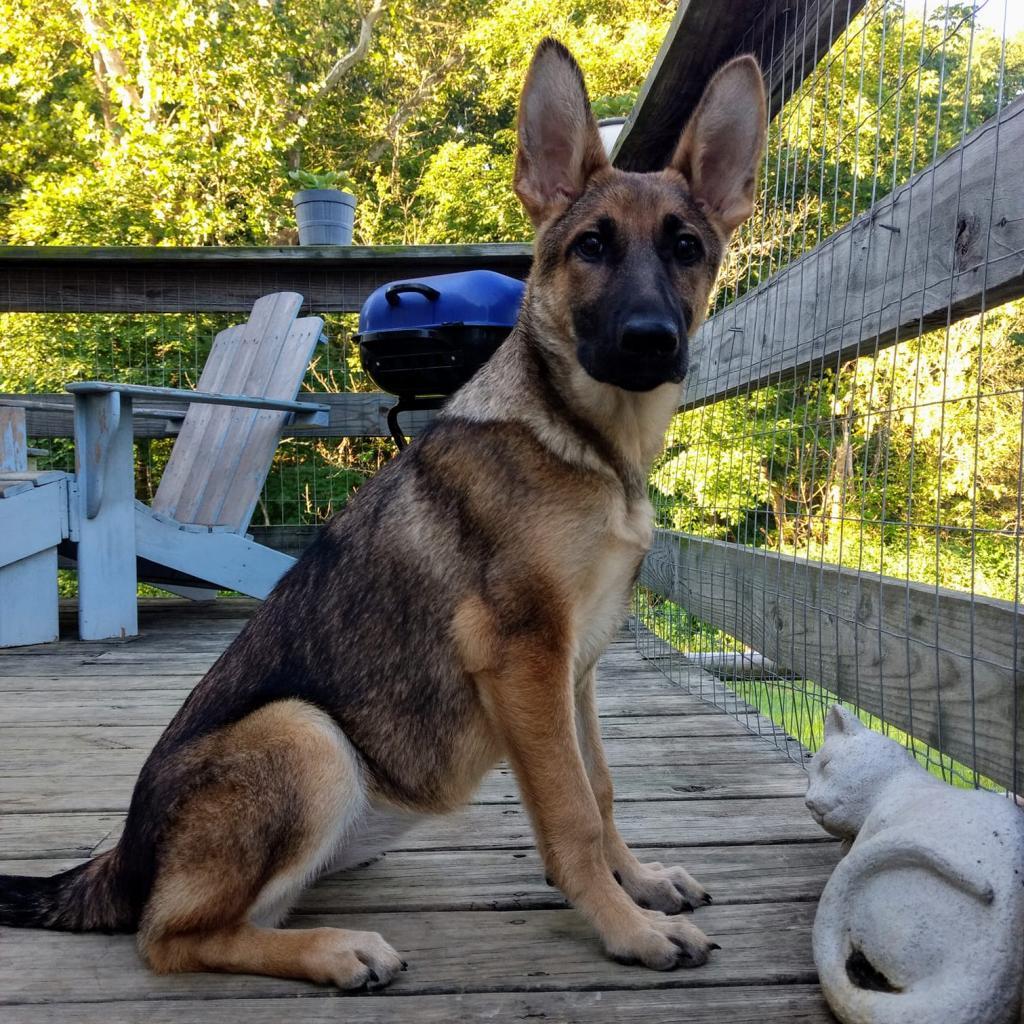 Ava, an adoptable German Shepherd Dog in Winchester, VA, 22602 | Photo Image 2