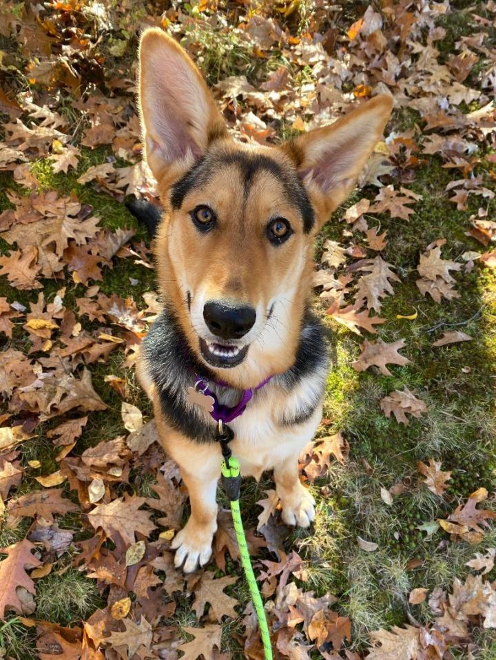 Meg *HERE IN NH*, an adoptable Shepherd Mix in Northwood, NH_image-4