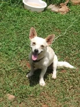 Bella, an adoptable Chihuahua Mix in Winder, GA_image-1