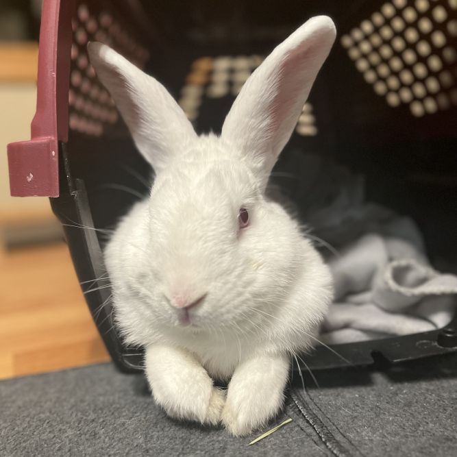 Finn