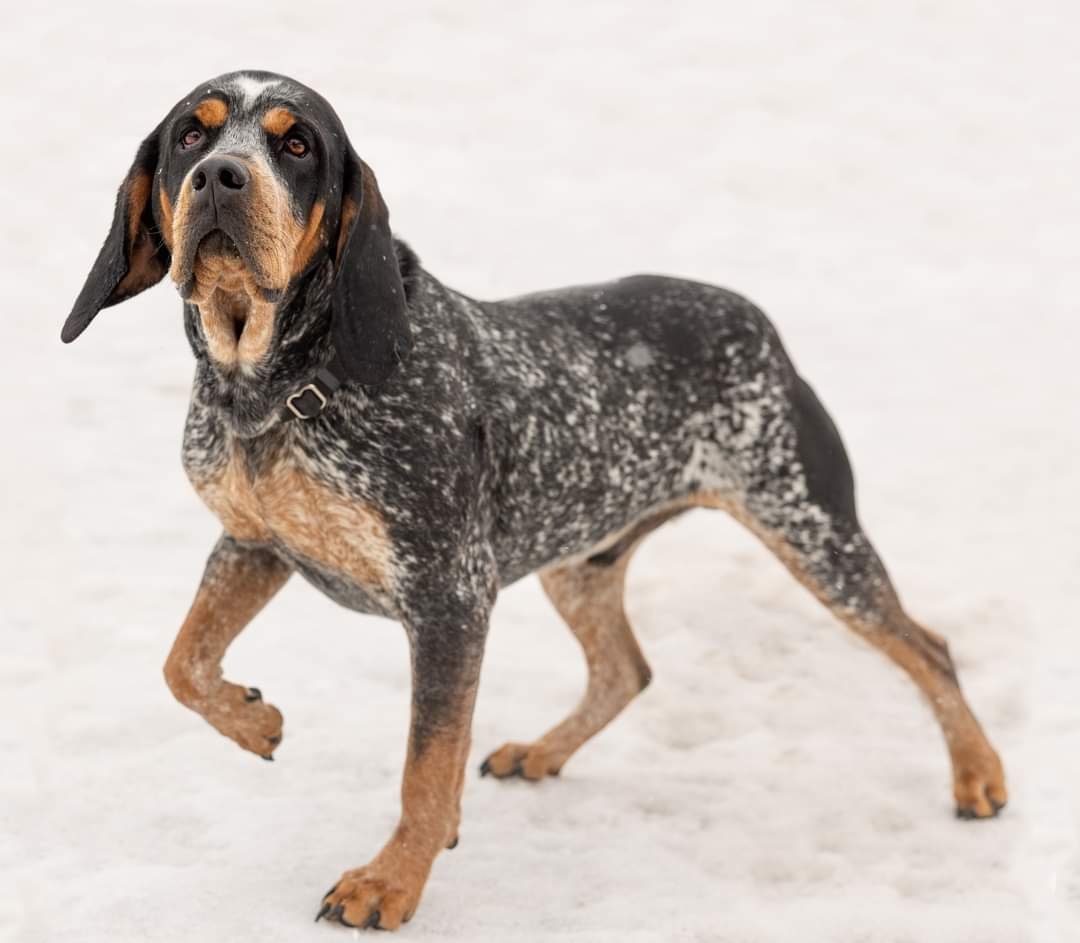 Duncan, an adoptable Coonhound in Elk River, MN, 55330 | Photo Image 1