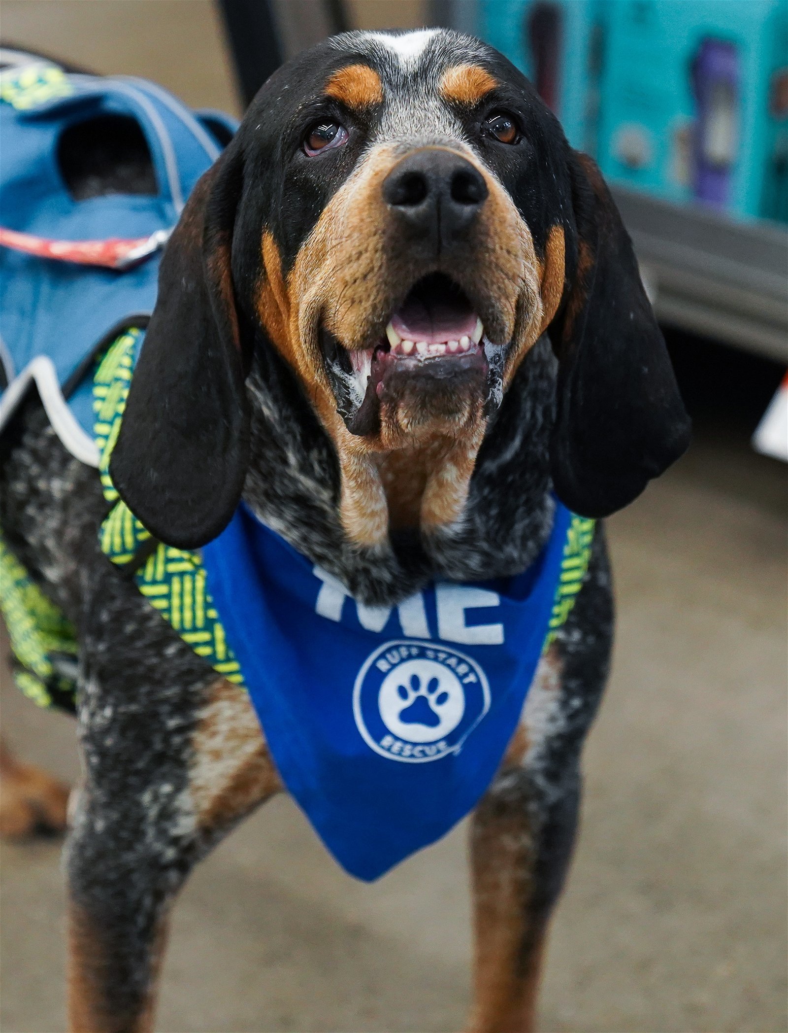 Duncan, an adoptable Coonhound in Elk River, MN, 55330 | Photo Image 1