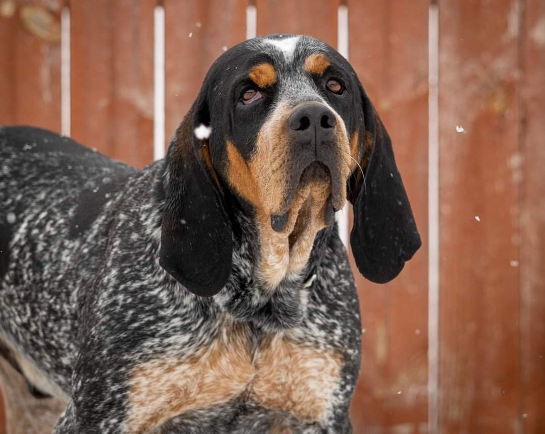 Duncan, an adoptable Coonhound in Elk River, MN, 55330 | Photo Image 2