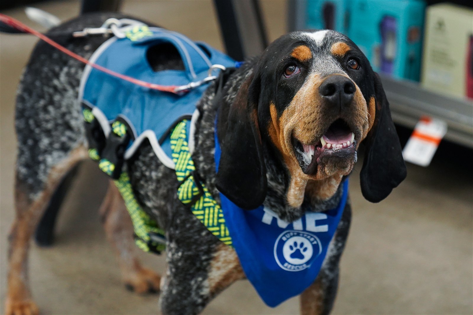 Duncan, an adoptable Coonhound in St. Paul, MN, 55117 | Photo Image 2