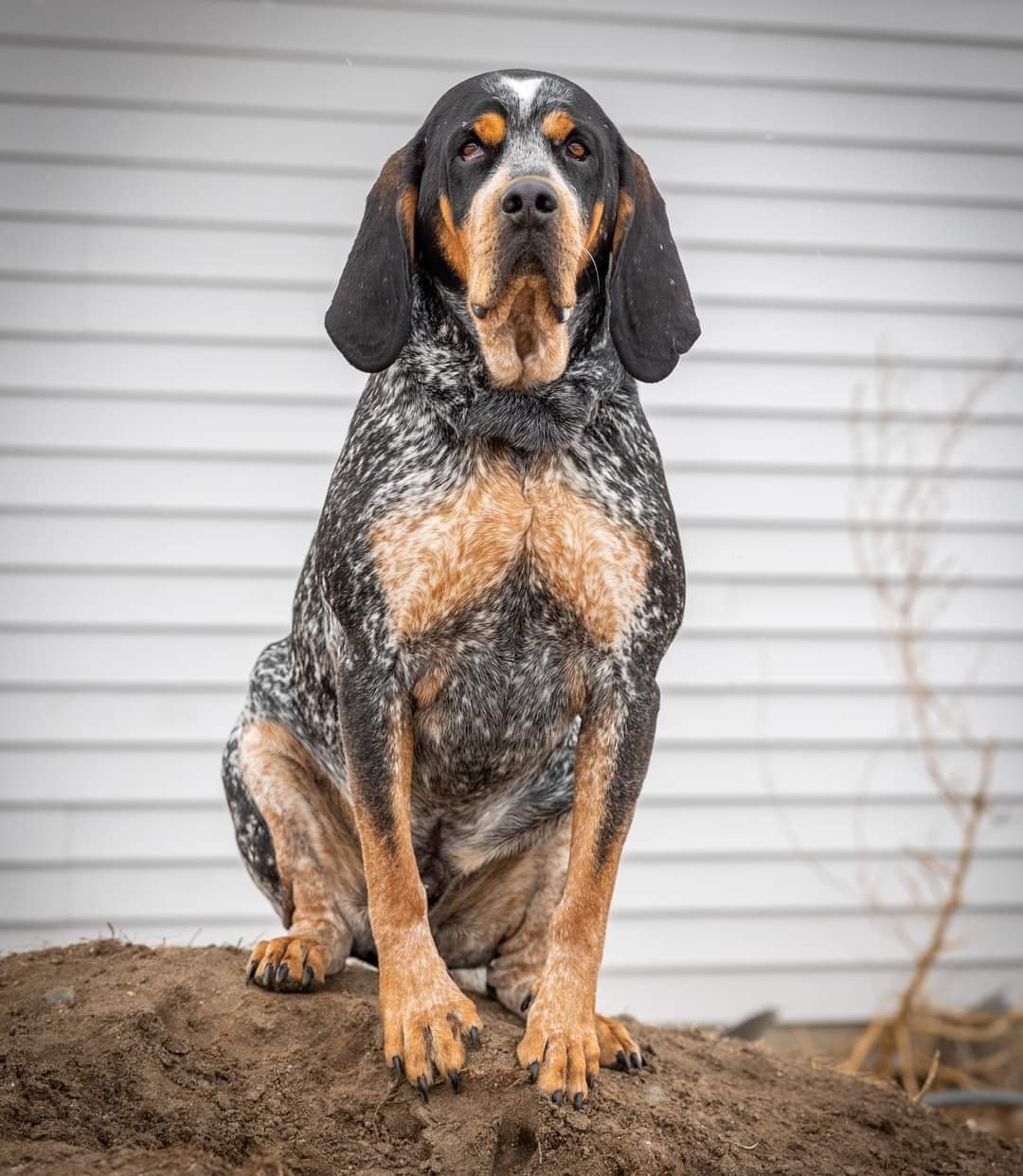 Duncan, an adoptable Coonhound in Elk River, MN, 55330 | Photo Image 3