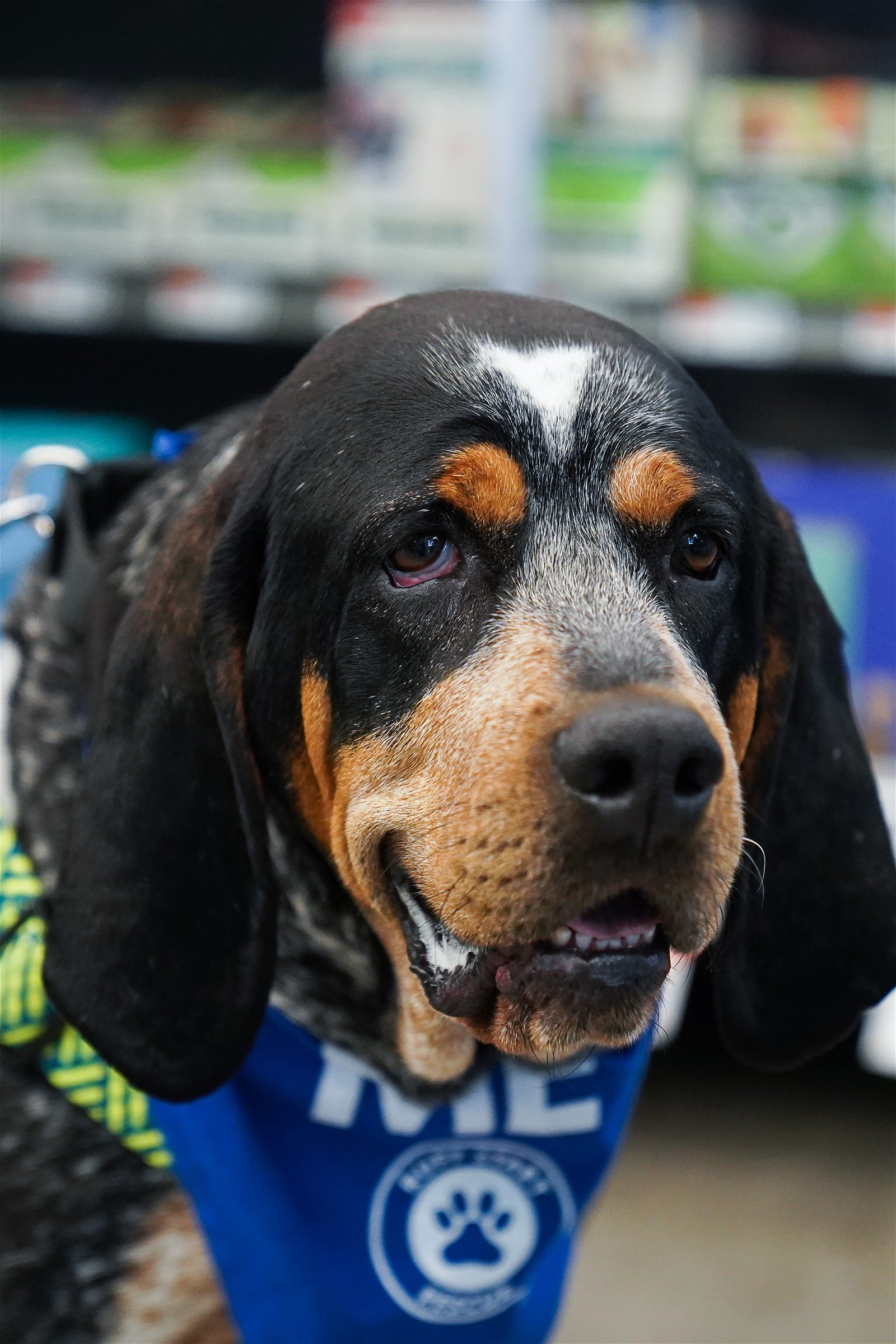 Duncan, an adoptable Coonhound in St. Paul, MN, 55117 | Photo Image 3
