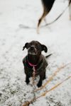 Aspen