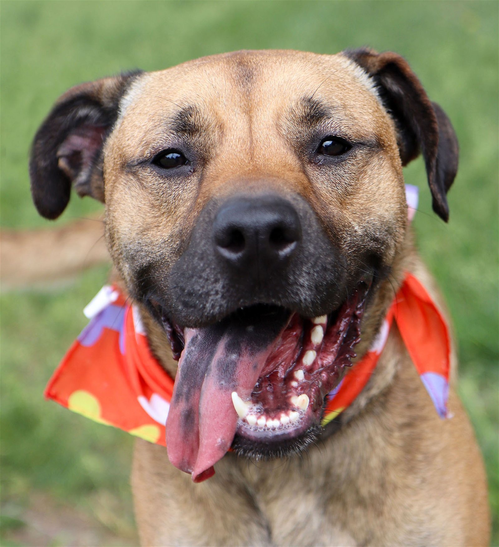 Mack, an adoptable Shepherd, Boxer in Kansas City, MO, 64114 | Photo Image 5