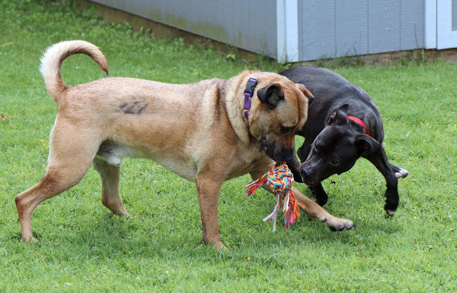 Mack, an adoptable Shepherd, Boxer in Kansas City, MO, 64114 | Photo Image 5