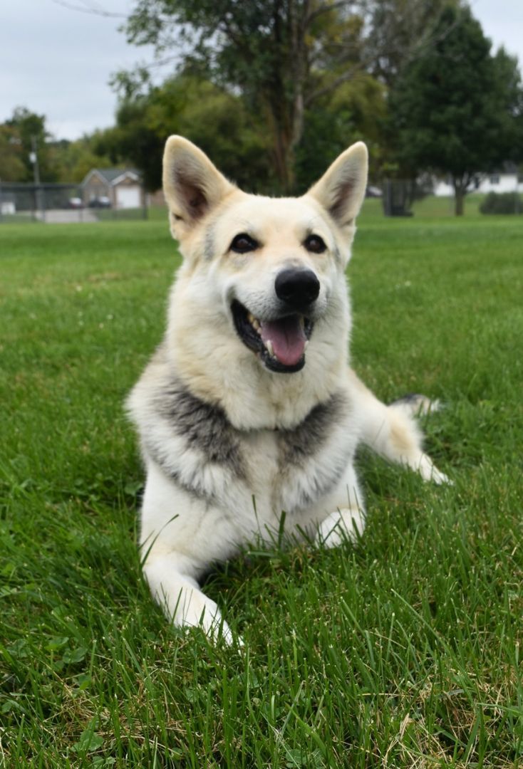 Snickers, an adoptable German Shepherd Dog in Lake Odessa, MI, 48849 | Photo Image 1