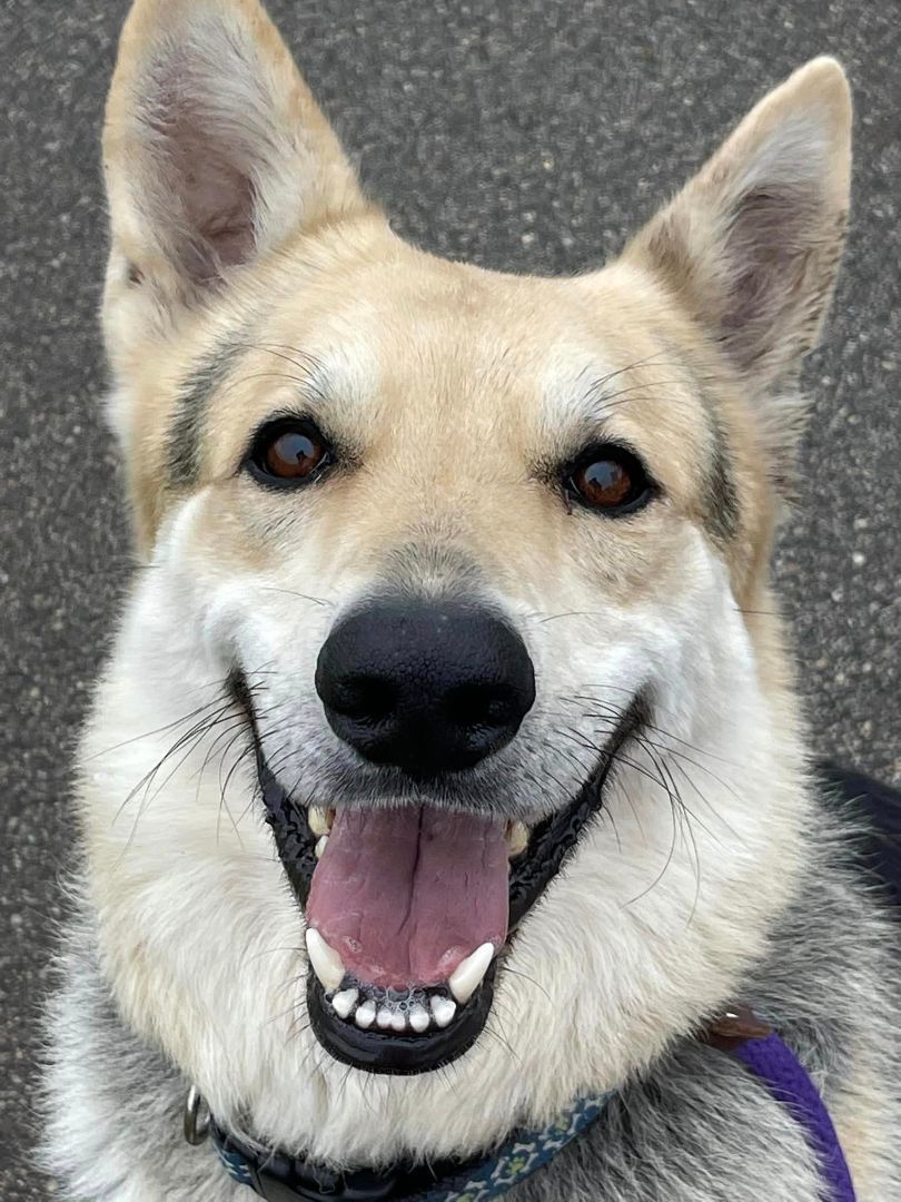 Snickers, an adoptable German Shepherd Dog in Lake Odessa, MI, 48849 | Photo Image 4