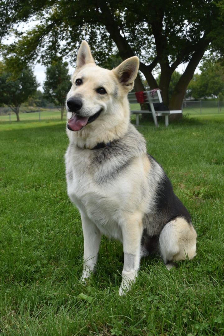 Snickers, an adoptable German Shepherd Dog in Lake Odessa, MI, 48849 | Photo Image 5