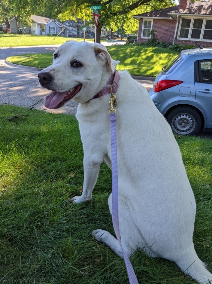 Sunny, an adoptable Labrador Retriever & Akbash Mix in Omaha, NE_image-1