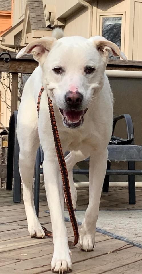Sunny, an adoptable Labrador Retriever, Akbash in Omaha, NE, 68130 | Photo Image 3