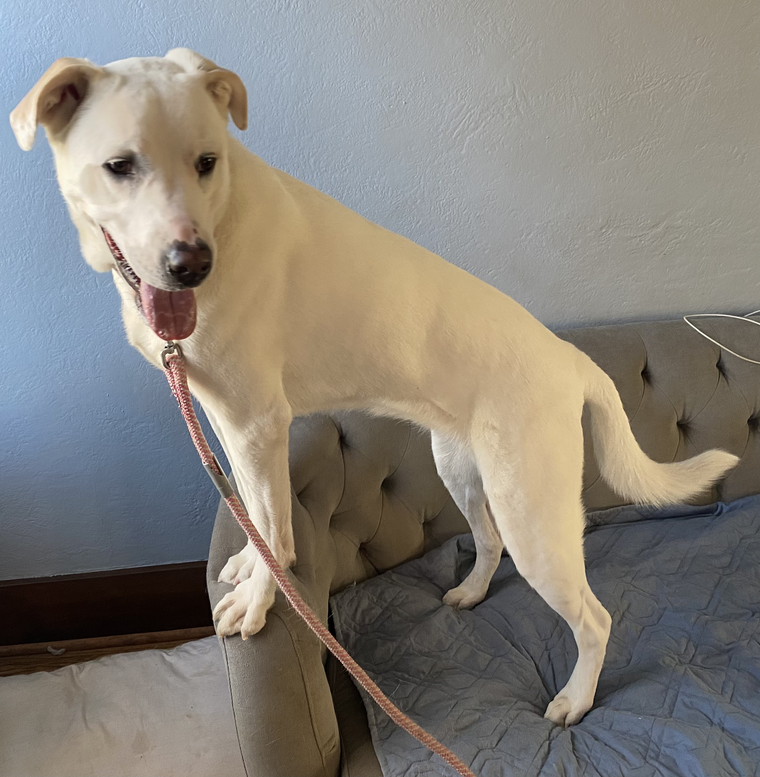 Sunny, an adoptable Labrador Retriever, Akbash in Omaha, NE, 68130 | Photo Image 4