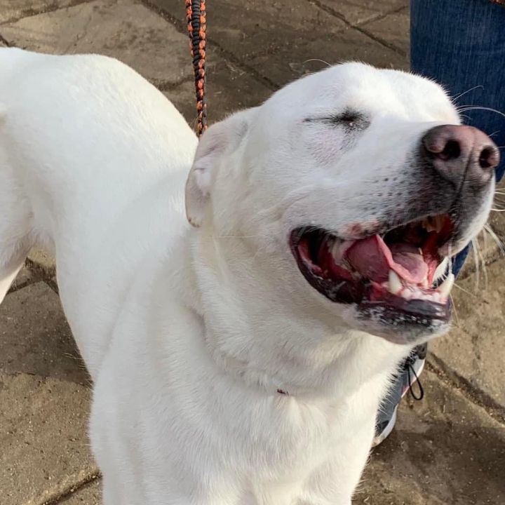 Sunny, an adoptable Labrador Retriever & Akbash Mix in Omaha, NE_image-6
