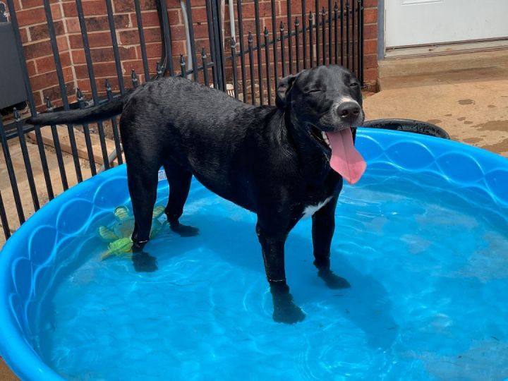 Black lab store and mastiff mix