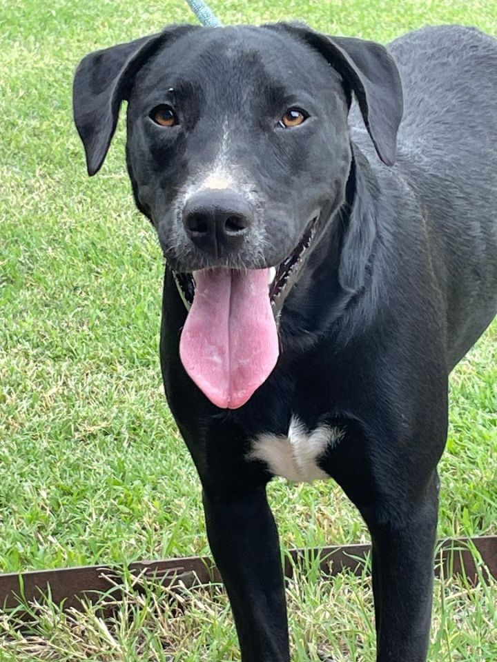 Black lab best sale and mastiff mix