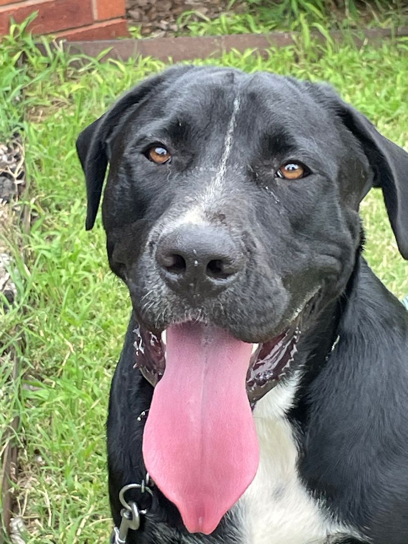 Great dane and 2024 lab mix puppy