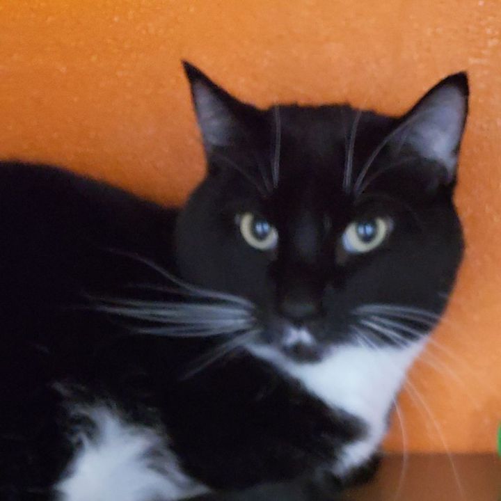 Fish, an adoptable Tuxedo in Perry, IA_image-4