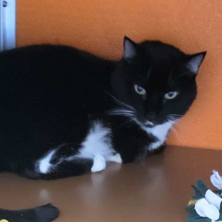 Fish, an adoptable Tuxedo in Perry, IA_image-5