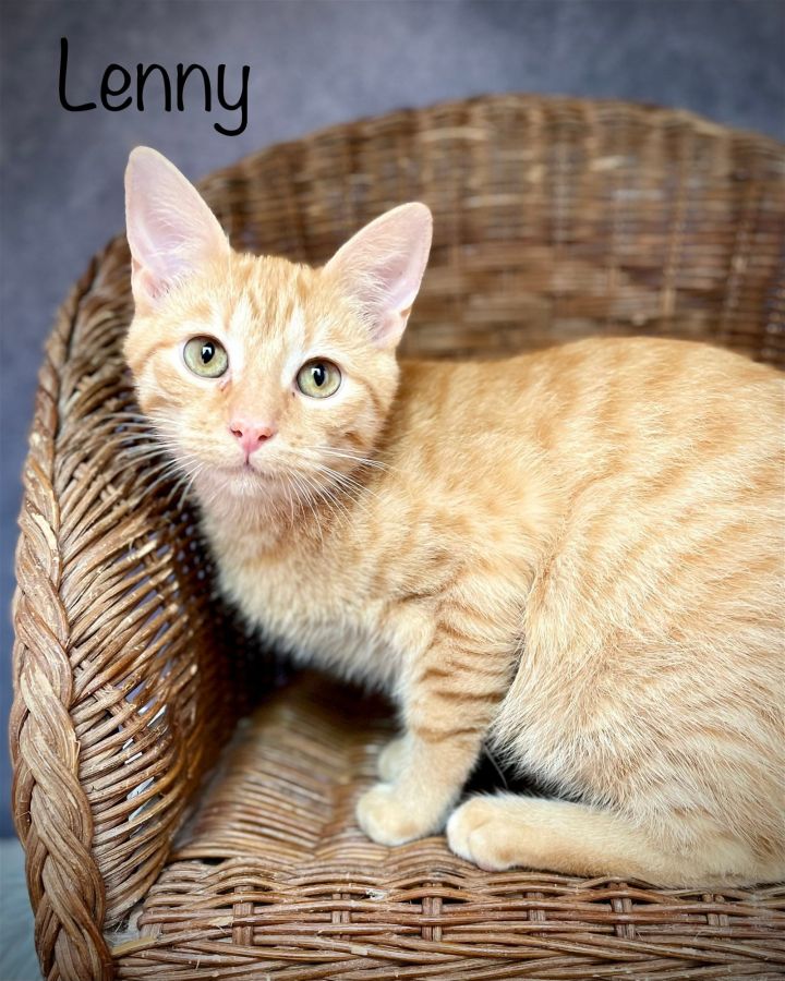 Lenny, an adoptable Tabby & Domestic Short Hair Mix in Crestview, FL_image-3
