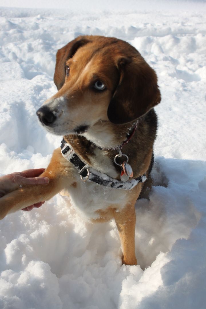 Baker, an adoptable Spaniel, Beagle in Pointe-Claire, QC, H9S 5V1 | Photo Image 3