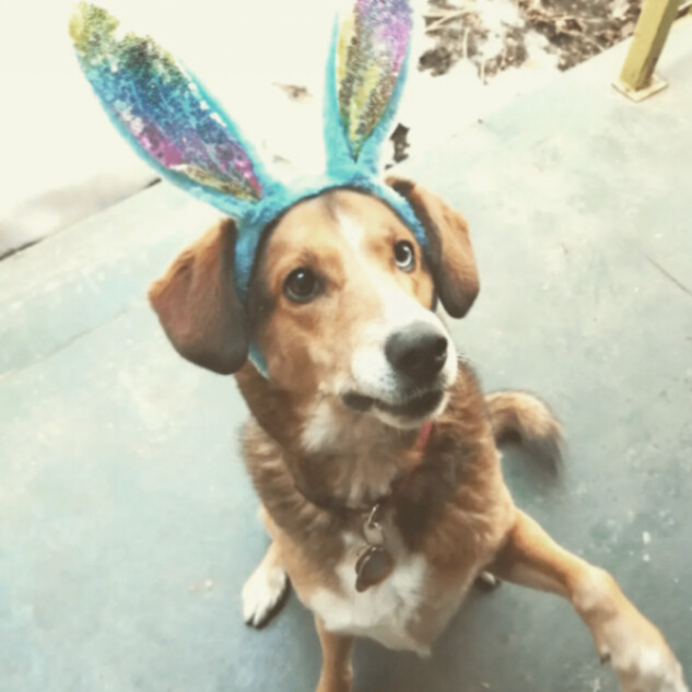 Baker, an adoptable Spaniel, Beagle in Pointe-Claire, QC, H9S 5V1 | Photo Image 1