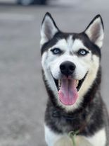 Blu