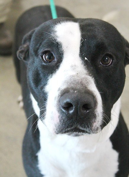 Baxter, an adoptable Pit Bull Terrier Mix in Carrollton, GA_image-2