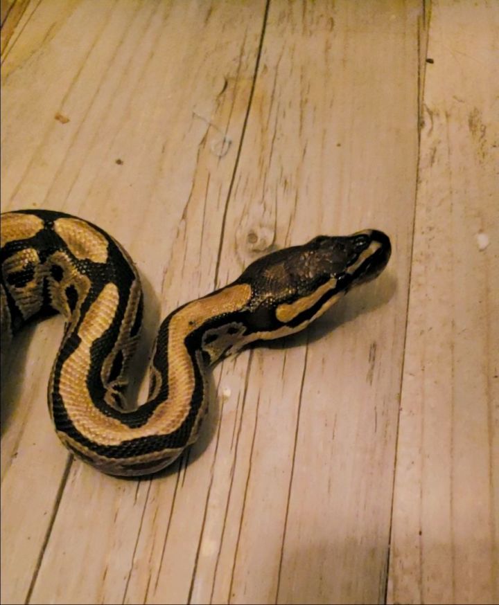 Snake for adoption - Shadow Blaze #8360, a Ball Python in Vista, CA ...