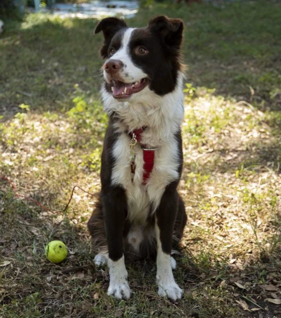 Levon, an adoptable Australian Shepherd in New Port Richey, FL, 34654 | Photo Image 1