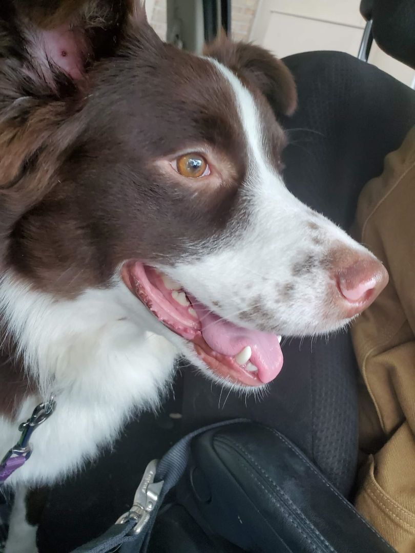 Levon, an adoptable Australian Shepherd in New Port Richey, FL, 34654 | Photo Image 2