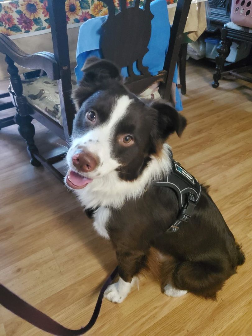 Levon, an adoptable Australian Shepherd in New Port Richey, FL, 34654 | Photo Image 3